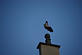 Bernhard Saalfeld - DSC07423.JPG