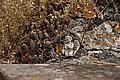 Bernhard Saalfeld - DSC07456.JPG
