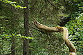 Bernhard Saalfeld - DSC07574.JPG