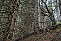 Bernhard Saalfeld - DSC07667.JPG