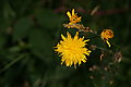 Bernhard Saalfeld - DSC07670.JPG