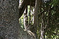 Bernhard Saalfeld - DSC07675.JPG