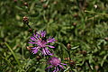 Bernhard Saalfeld - DSC07678.JPG