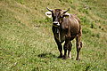 Bernhard Saalfeld - DSC07683.JPG