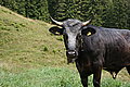 Bernhard Saalfeld - DSC07687.JPG