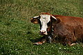 Bernhard Saalfeld - DSC07689.JPG