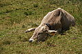 Bernhard Saalfeld - DSC07733.JPG