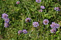 Bernhard Saalfeld - DSC07738.JPG