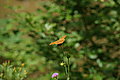 Bernhard Saalfeld - DSC07781.JPG