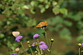 Bernhard Saalfeld - DSC07782.JPG