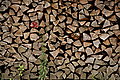 Bernhard Saalfeld - DSC07799.JPG
