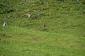 Bernhard Saalfeld - DSC07854.JPG