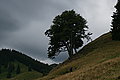 Bernhard Saalfeld - DSC07923.JPG