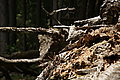 Bernhard Saalfeld - DSC07964.JPG