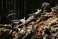 Bernhard Saalfeld - DSC07966.JPG