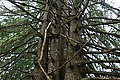 Bernhard Saalfeld - DSC07977.JPG