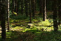 Bernhard Saalfeld - DSC08025.JPG