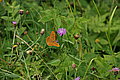 Bernhard Saalfeld - DSC08037.JPG
