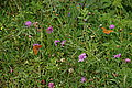 Bernhard Saalfeld - DSC08038.JPG