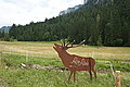 Bernhard Saalfeld - DSC08044.JPG