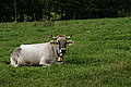 Bernhard Saalfeld - DSC08050.JPG