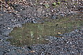Bernhard Saalfeld - DSC08080.JPG
