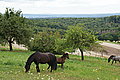 Bernhard Saalfeld - DSC08090.JPG