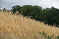 Bernhard Saalfeld - DSC08095.JPG
