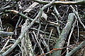 Bernhard Saalfeld - DSC08102.JPG
