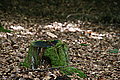 Bernhard Saalfeld - DSC08108.JPG