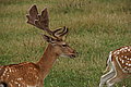 Bernhard Saalfeld - DSC08114.JPG