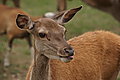 Bernhard Saalfeld - DSC08115.JPG