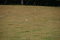 Bernhard Saalfeld - DSC08118.JPG