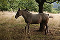 Bernhard Saalfeld - DSC08119.JPG