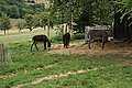 Bernhard Saalfeld - DSC08122.JPG