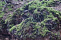 Bernhard Saalfeld - DSC08125.JPG