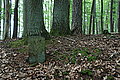 Bernhard Saalfeld - DSC08128.JPG