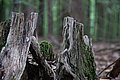 Bernhard Saalfeld - DSC08130.JPG