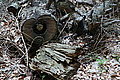 Bernhard Saalfeld - DSC08138.JPG