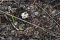 Bernhard Saalfeld - DSC08166.JPG