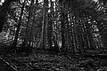 Bernhard Saalfeld - L1001530.JPG