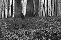 Bernhard Saalfeld - L1001751.JPG