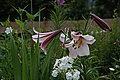 Bernhard Saalfeld - DSC03299.JPG