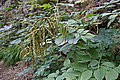 Bernhard Saalfeld - DSC03320.JPG