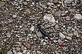 Bernhard Saalfeld - DSC03360.JPG