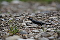 Bernhard Saalfeld - DSC03362.JPG
