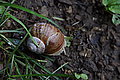 Bernhard Saalfeld - DSC03367.JPG