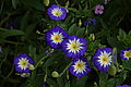 Bernhard Saalfeld - DSC03372.JPG