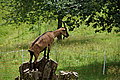 Bernhard Saalfeld - DSC03378.JPG
