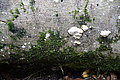 Bernhard Saalfeld - DSC03381.JPG